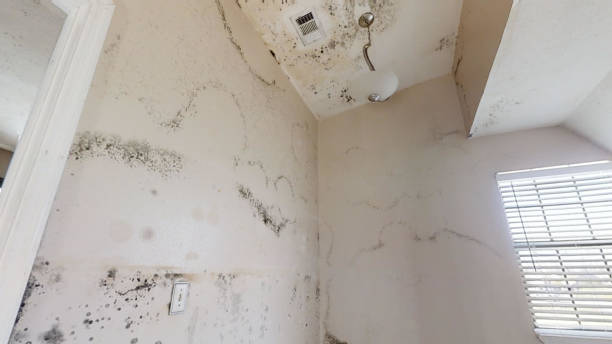 Best Asbestos and Lead Testing During Mold Inspection  in Anchorage, AK