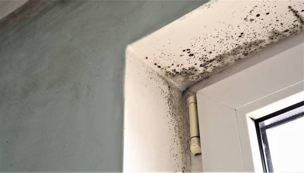 Trusted Anchorage, AK Mold Removal Experts