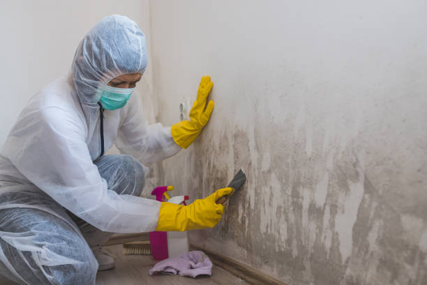 Best Black Mold Removal  in Anchorage, AK