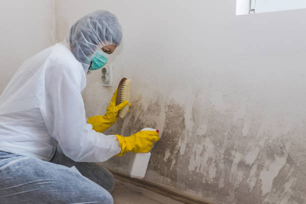 Best Mold Odor Removal Services  in Anchorage, AK