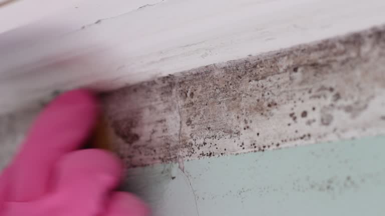 Best Crawl Space Mold Remediation  in Anchorage, AK